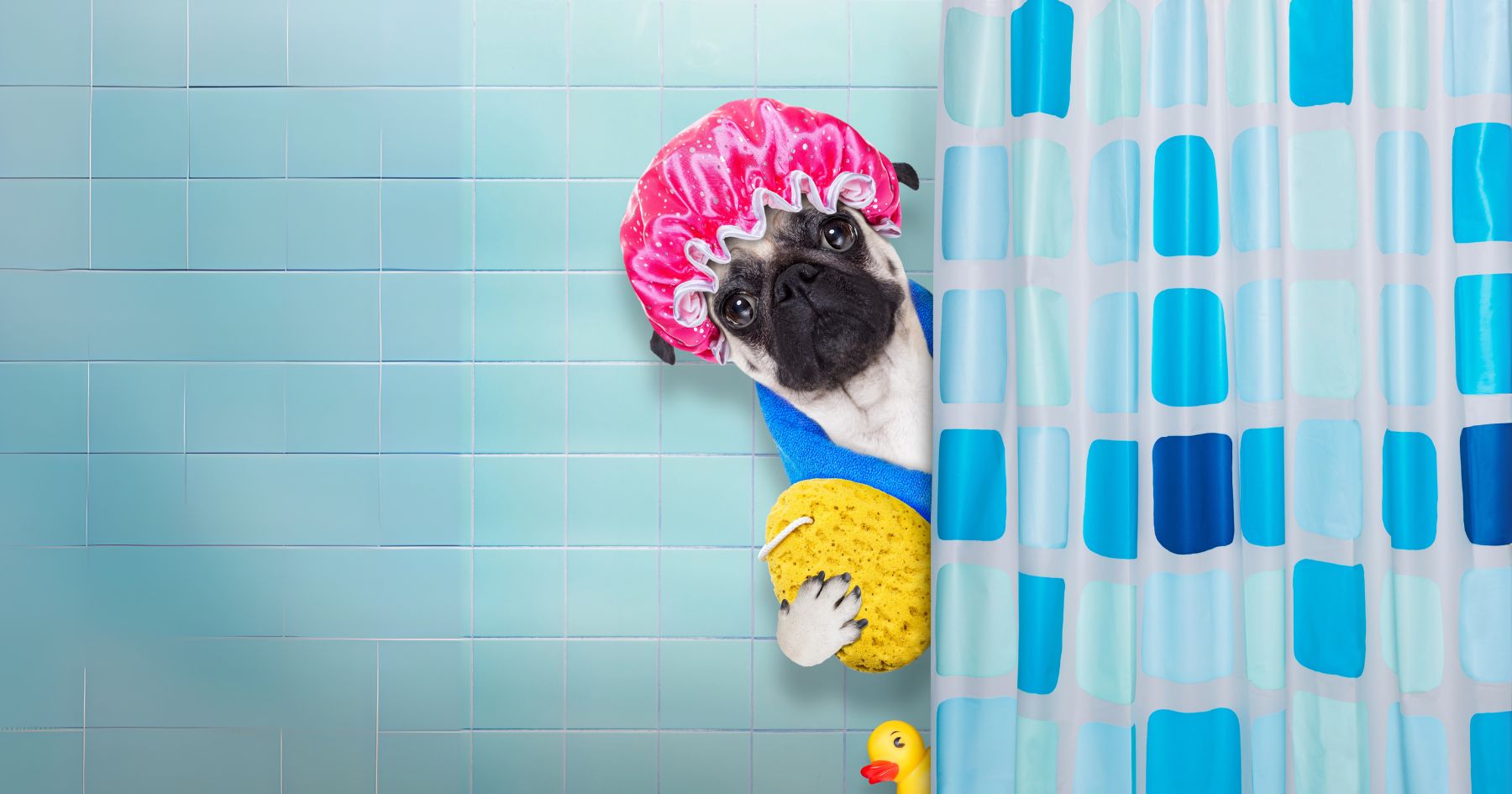 A pug wearing a pink shower cap and a blue towel holds a yellow sponge, peeking from behind a non-toxic, blue and white shower curtain with a rubber duck on the floor.