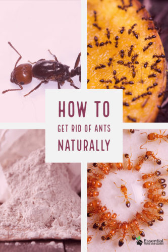 How To Get Rid Of Ants Naturally 333x500 