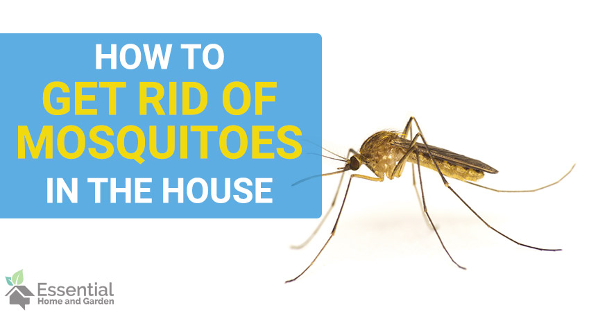 mosquito killer inside house