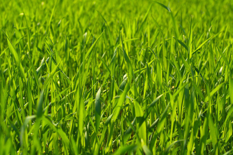 The Best Grass For Texas - The Complete Guide - Essential Home and Garden